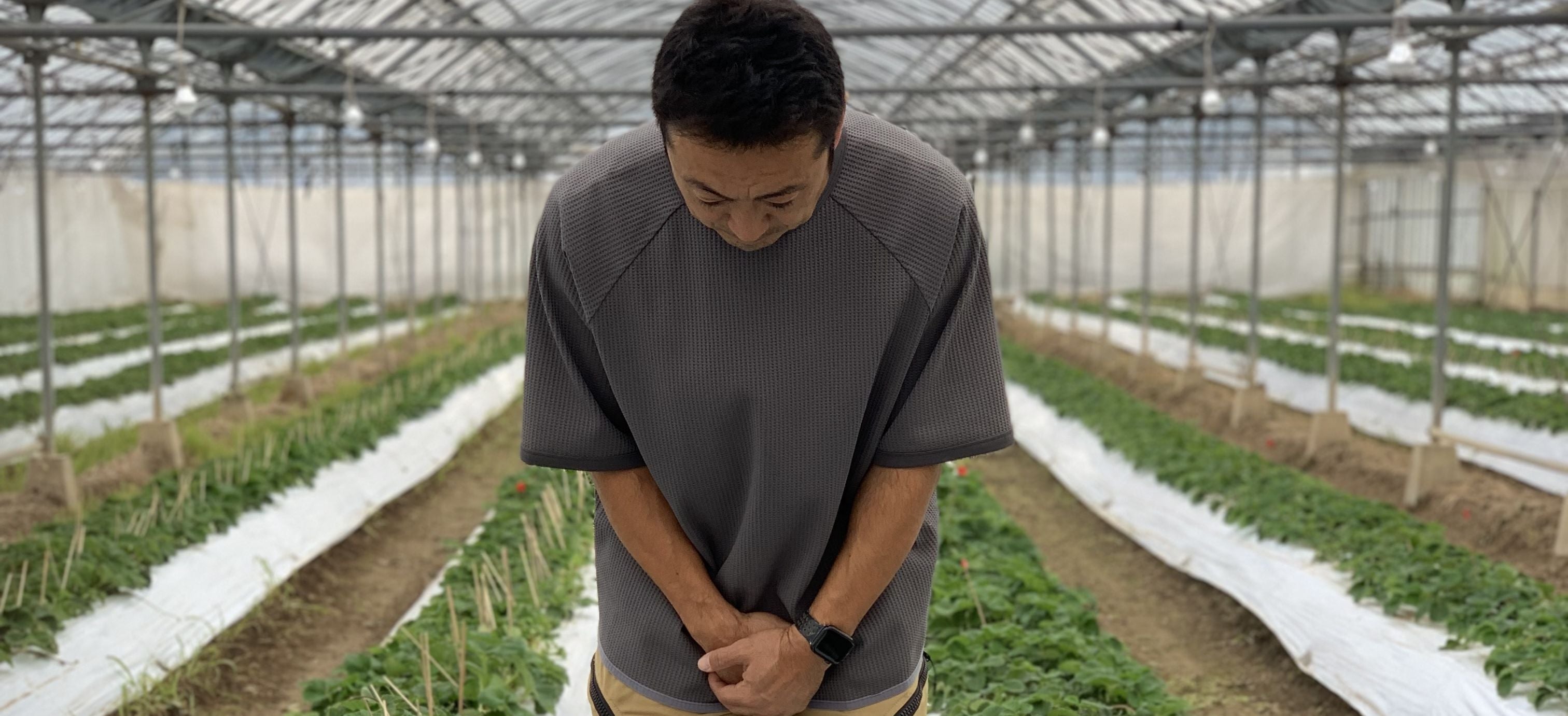 苺の予約購入によるご支援のお願い