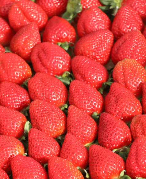 【いちご】‎⋆✴︎˚。⋆‎⋆✴︎˚。⋆‎⋆✴︎˚。⋆ 一条一期くん🍓🫐低浮上 (@strawberry___53) / Posts / X