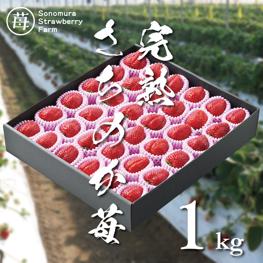 完熟「さちのか」 苺1kg