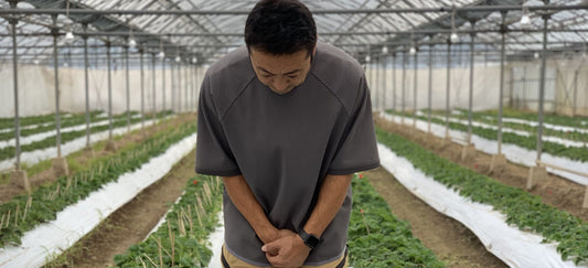 苺の予約購入によるご支援のお願い