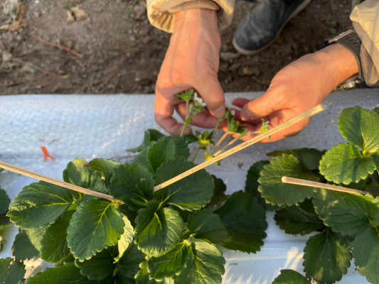 苺の苗の摘果作業