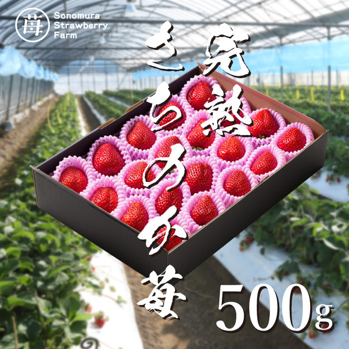 完熟「さちのか」苺 500g – 園村苺園