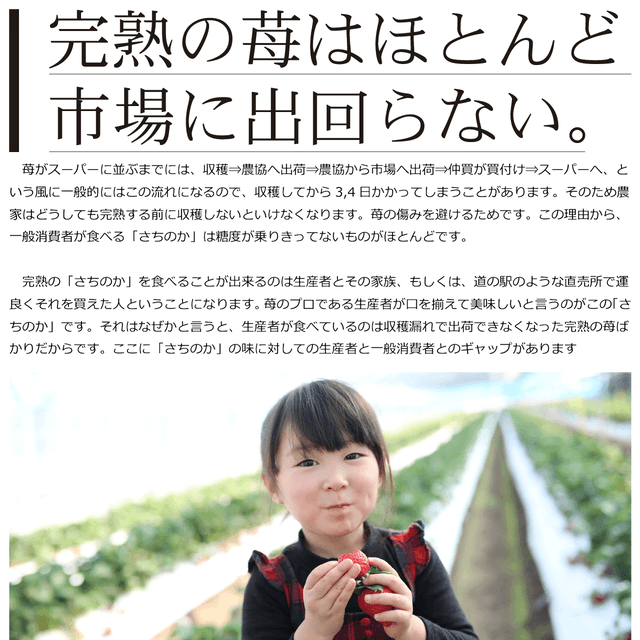 完熟さちのか苺 １kg - 園村苺園