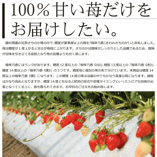 完熟「さちのか」苺を産地直送、一粒一粒真心込めてお届け致します 完熟「さちのか」苺を産地直送、一粒一粒真心込めてお届け致します
