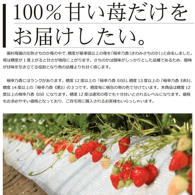完熟「さちのか」苺を産地直送、一粒一粒真心込めてお届け致します 完熟「さちのか」苺を産地直送、一粒一粒真心込めてお届け致します