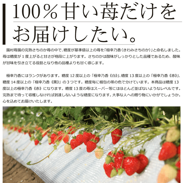 完熟「さちのか」苺を産地直送、一粒一粒真心込めてお届け致します 完熟「さちのか」苺を産地直送、一粒一粒真心込めてお届け致します