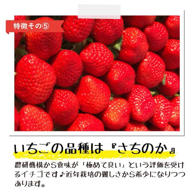 完熟冷凍いちご「ぷち苺」50g×6カップ　練乳付き - 園村苺園
